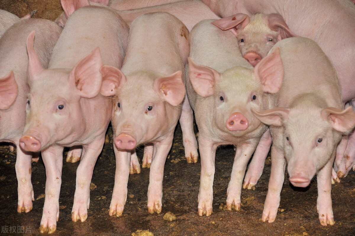 6月24日20公斤仔猪价格，产能消耗未尽，仔猪价格跌“上瘾”了？