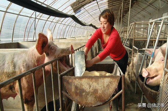 母猪膘情不合理，该如何搭配饲料营养，调整饲养管理好？
