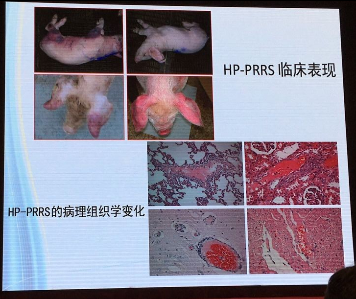 非典型PRRS病毒株：养猪业面临的新问题？