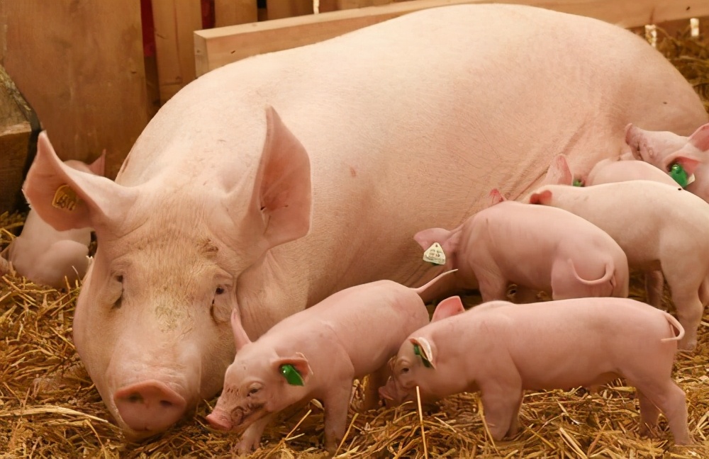养好母猪的关键是什么？这5个黄金法则，教你如何养好母猪