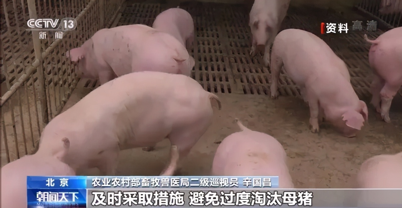 养殖效益“大缩水”！前5月淘汰种母猪345万头，同比增长108%