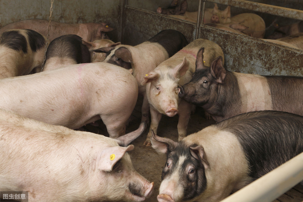 各阶段母猪的饲养管理方法
