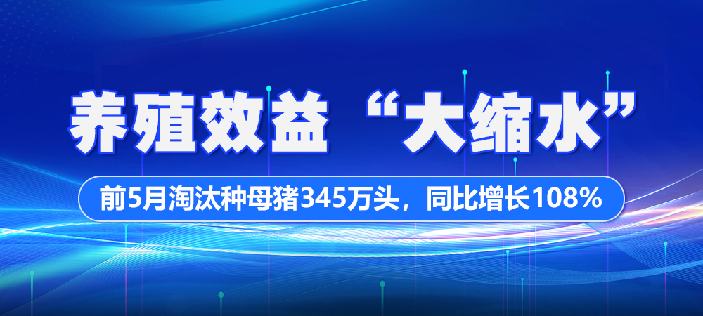 养殖效益“大缩水”！前5月淘汰种母猪345万头，同比增长108%