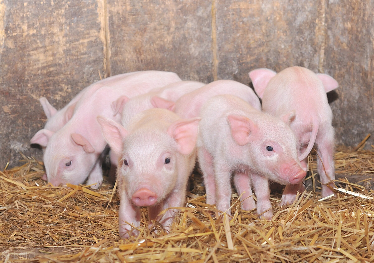 猪链球菌：通过营养干预能实现吗？