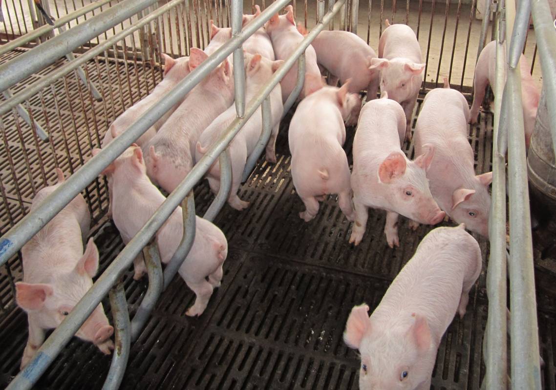 养猪人必学：猪全身发白没有血色是啥病？猪全身发白病怎么治疗？