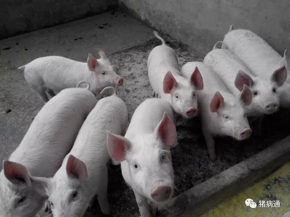 猪病危害之首：猪圆环病毒病，它给猪场带来的经济损失不可估量！