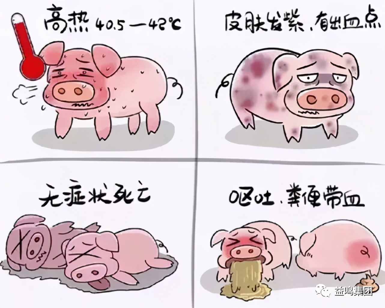 面对非洲猪瘟如何有效进行防控，快来专家告诉你