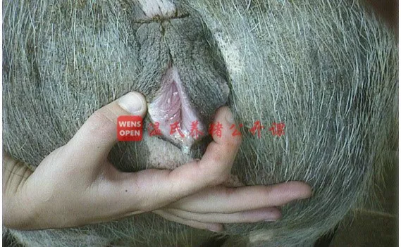 猪场准确查情很重要能高效的保障母猪受孕率这份查情清单要收好了