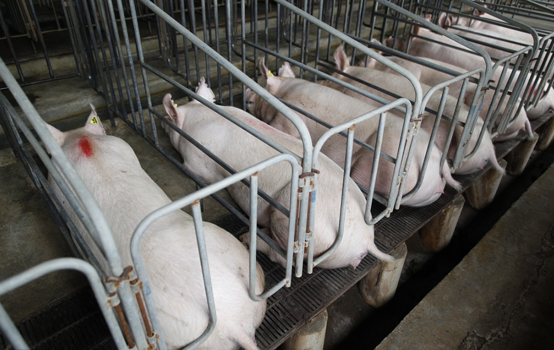 论蓝耳病在猪场流行现状，与猪场其他疾病有何危害关系？