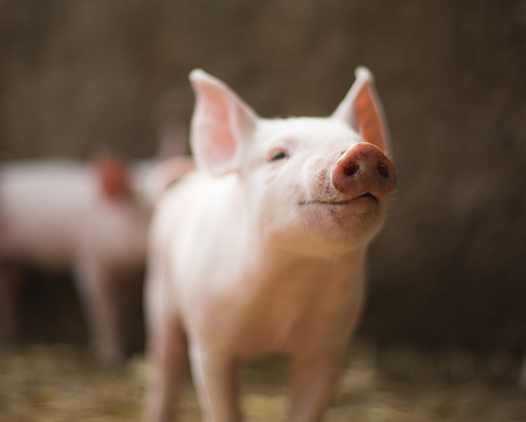 病毒性腹泻的猪场治疗方案