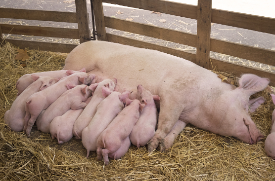 哺乳仔猪、断奶仔猪和育肥猪的生产阶段中，会出现猪炎症和坏死综合征的情况