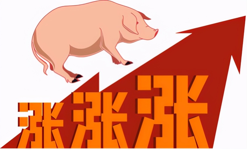 29日20公斤仔猪价格，一级预警来袭，猪价暴涨，仔猪要“发飙”？