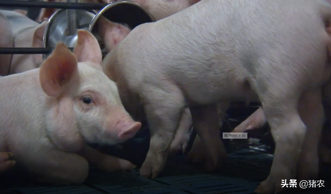 散户养猪如何避免被淘汰？生存之道在哪？