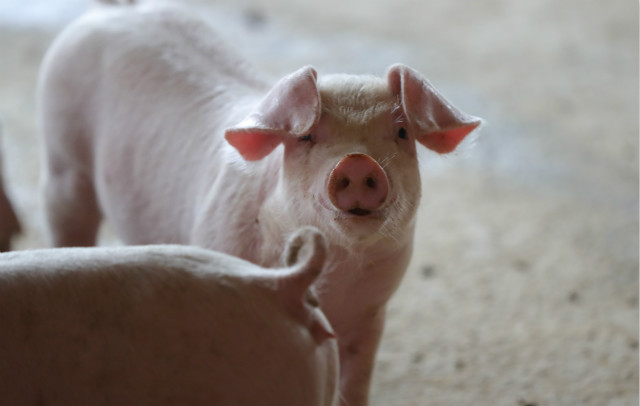 猪企行业座次再生变：从“双子星”到“一超多强”，养猪业行业格局重塑！