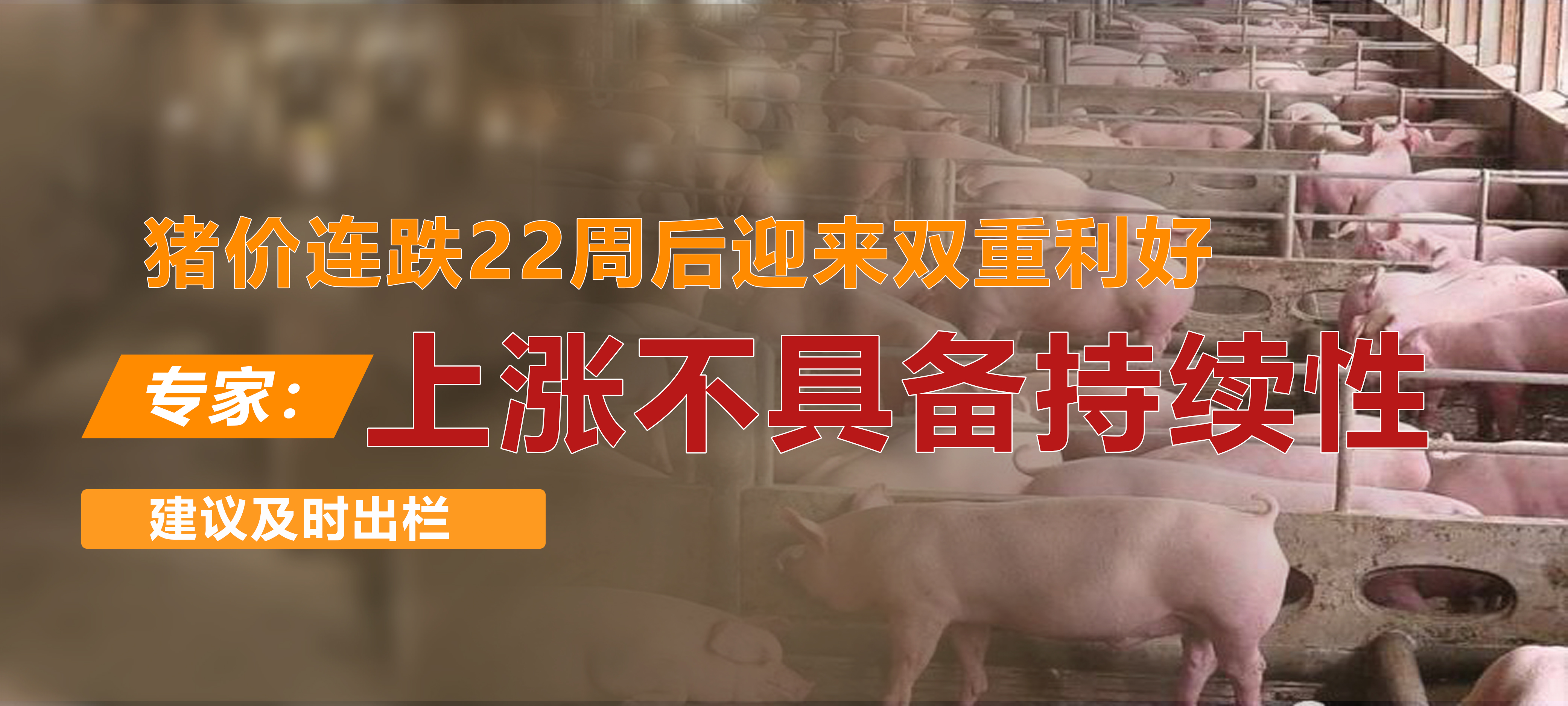 猪价连跌22周后迎来双重利好，专家：上涨不具备持续性，建议及时出栏