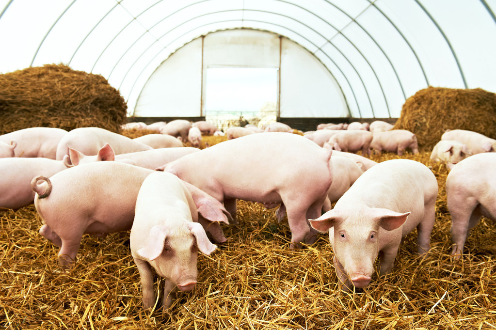 仔猪生长缓慢如何解决?导致的因素是什么呢？