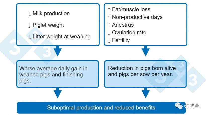母猪营养：过渡期的营养要求有何不同？为什么需要如此重视？