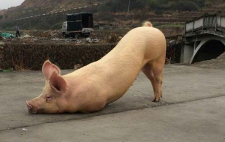 硒的缺乏症，导致猪只前肢跪地