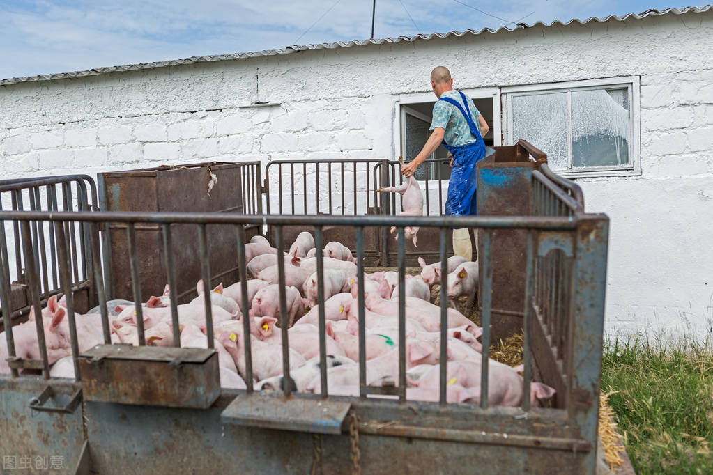 国内猪肉暴跌引国际猪市恐慌，国内生猪已跌破成本价，为何还进口