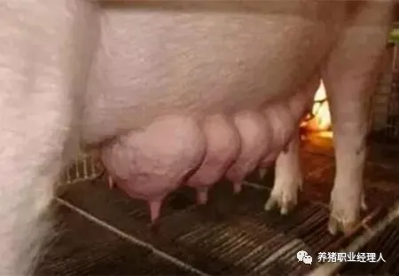 母猪在整个泌乳期所分泌的乳汁的总量
