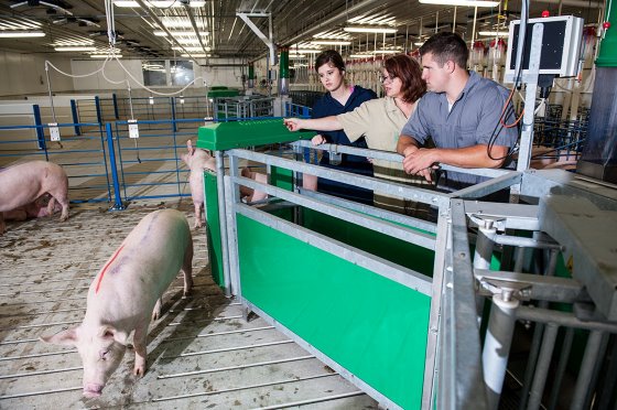 养猪业的智能养殖理念