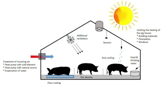 8种应对猪舍热应激的策略