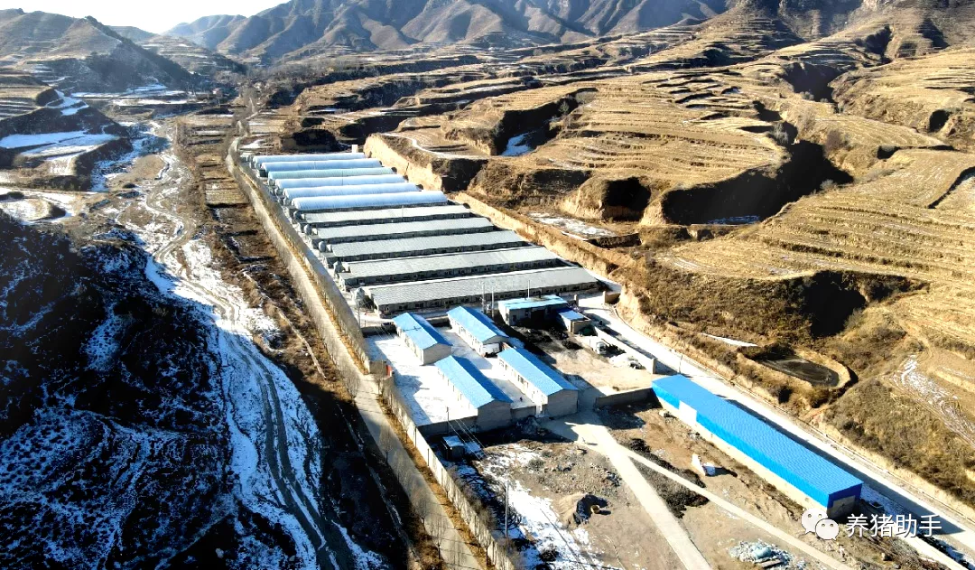 一个创建世界领先的种猪企业与生猪养殖服务商-山西天汉农牧集团