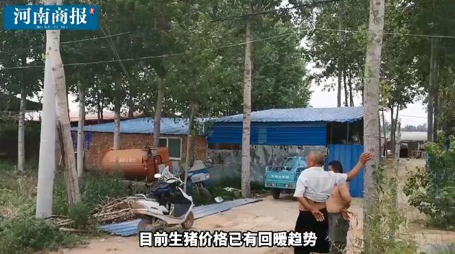 无奈！出栏就亏二十多万元！养殖户陷入猪周期怪圈，卖还是不卖？是个问题……