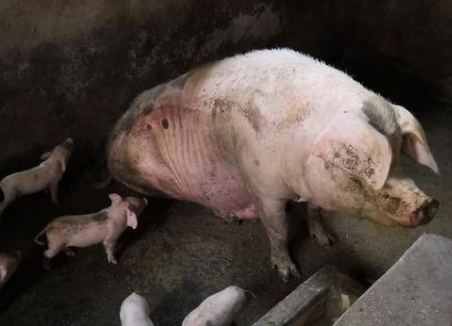 母猪子宫炎怎么有效的治疗及预防？这几个办法用上