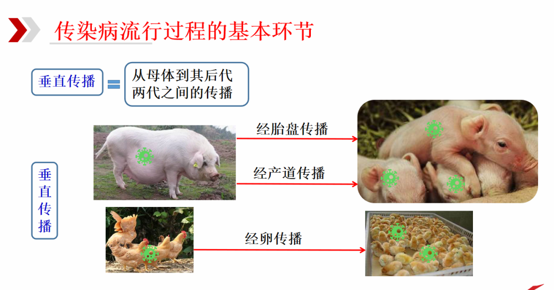 传染病流行过程