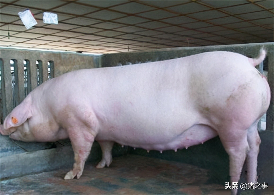 四家上市公司三季度预亏100亿，生猪行业遭遇最惨猪周期