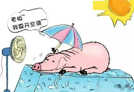 夏季给猪群降温的10种方法，你知道哪些？