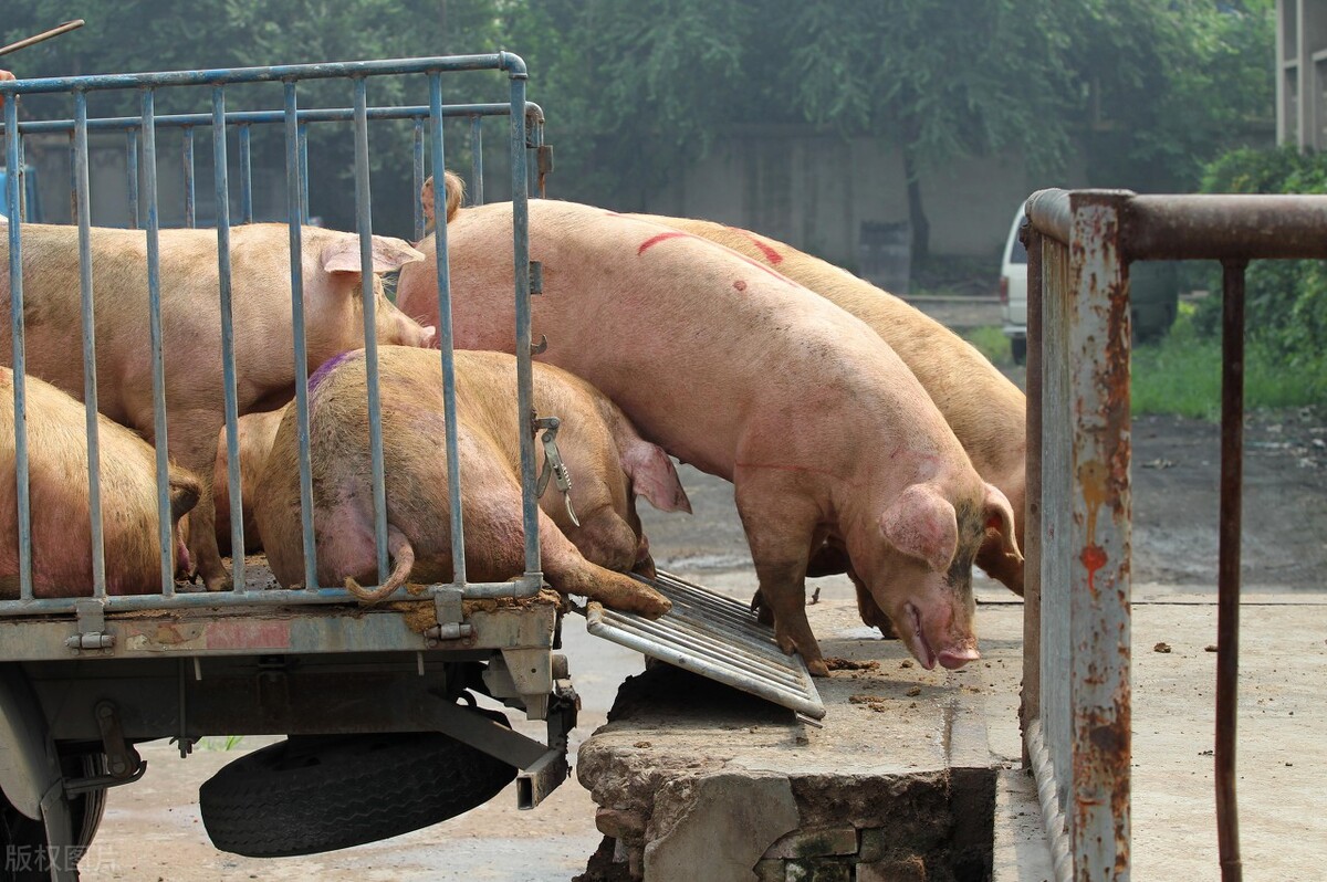 7月5日生猪价格：收储来了！中央启动猪肉收储2万吨，杯水车薪？对猪价有何影响？