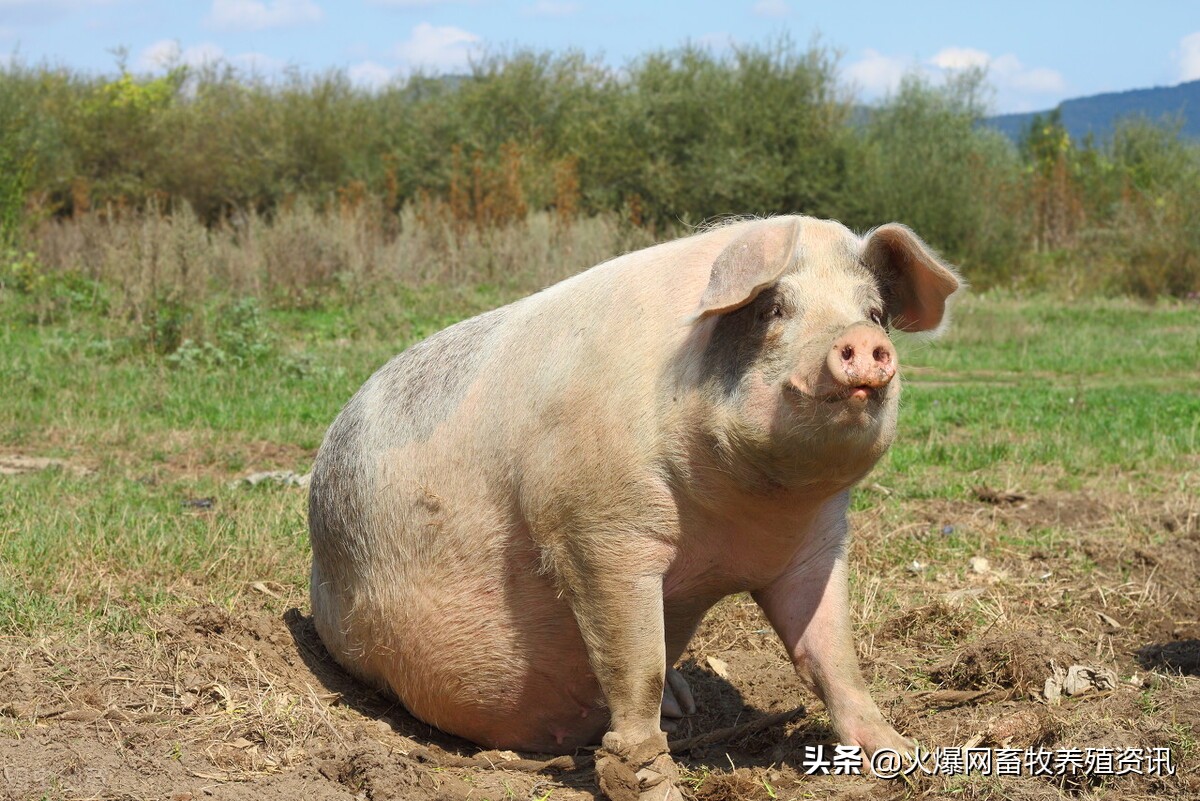 母猪乳房为什么会水肿，告诉你怎么解决