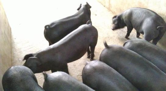 猪也有种族歧视了？为何认为黑猪肉质好？有这四个因素！