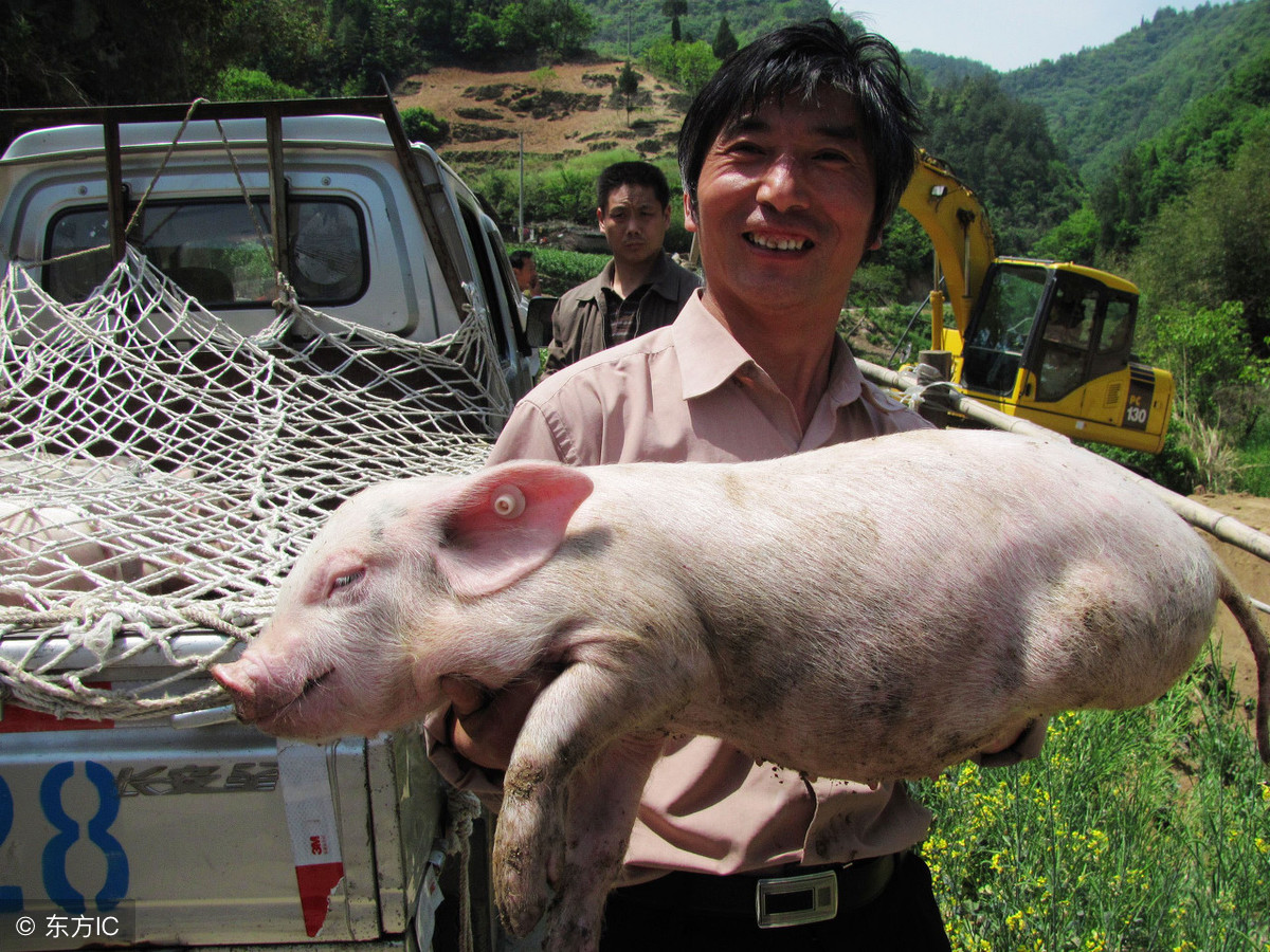 猪场乳仔猪腹泻，损失不断，养殖户该如何正确认识、判断仔猪的腹泻问题？
