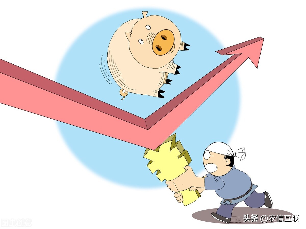 猪价行情