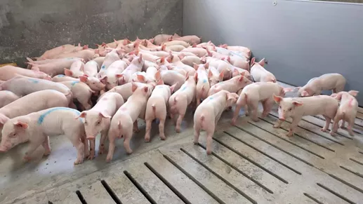 喜讯！正大康地梅州原种猪场喜迎首批断奶丹系小种猪，为正大康地“种猪+饲料”双轮驱动策略开了好头。