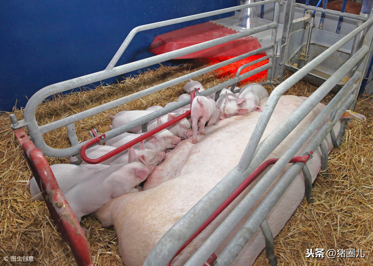 母猪批次生产是咋回事  ，怎样操作，需要注意些啥事?