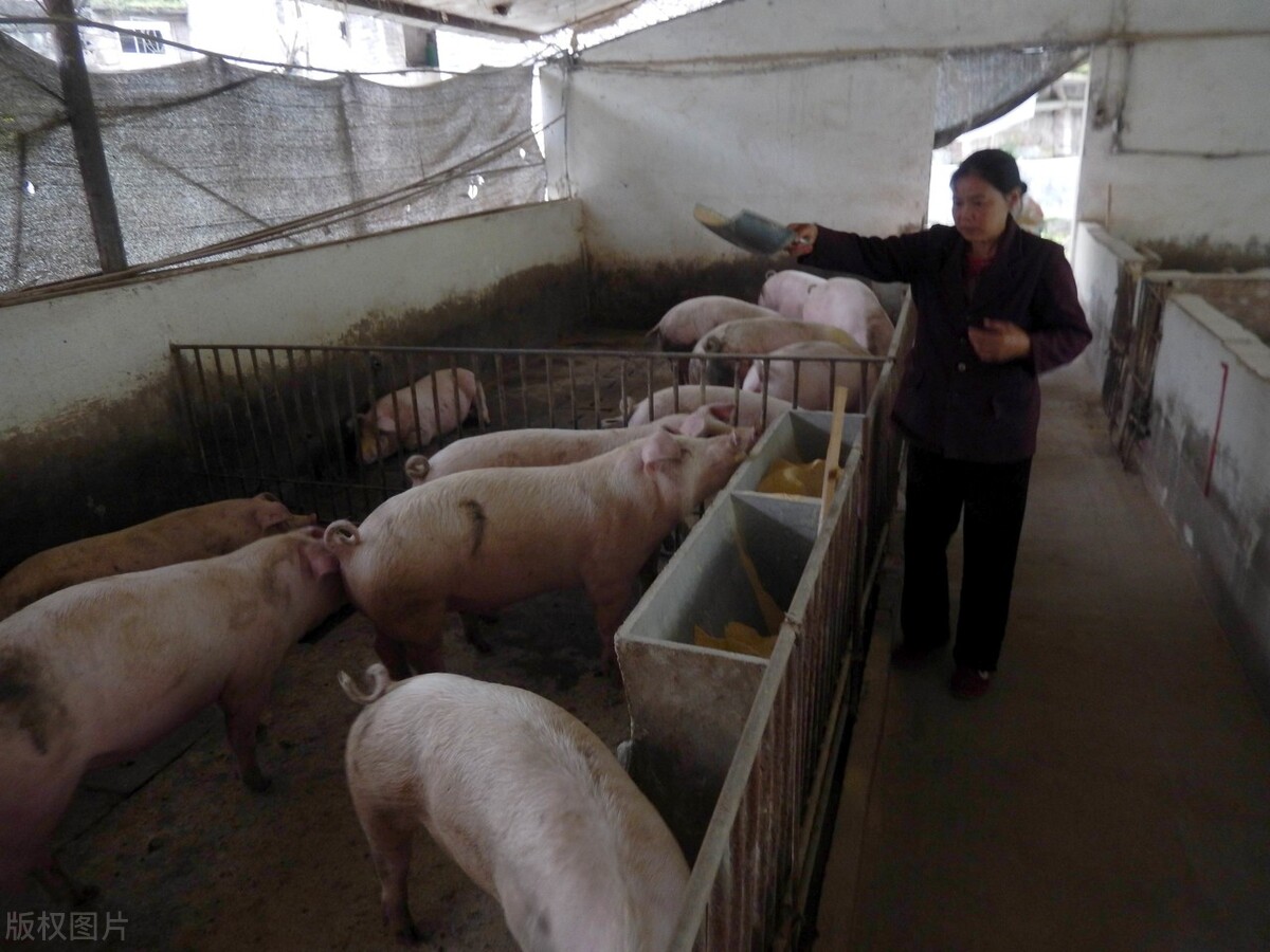 猪肉自由实现的背后是猪场卖一亏一，3个动向，下半年猪肉涨价？