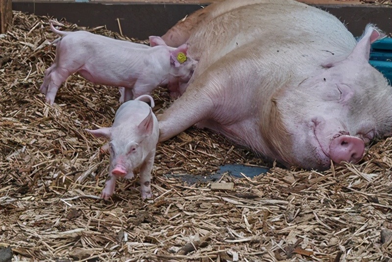 母猪产仔慢，导致难产！人工助产该如何操作？养殖户看过来！
