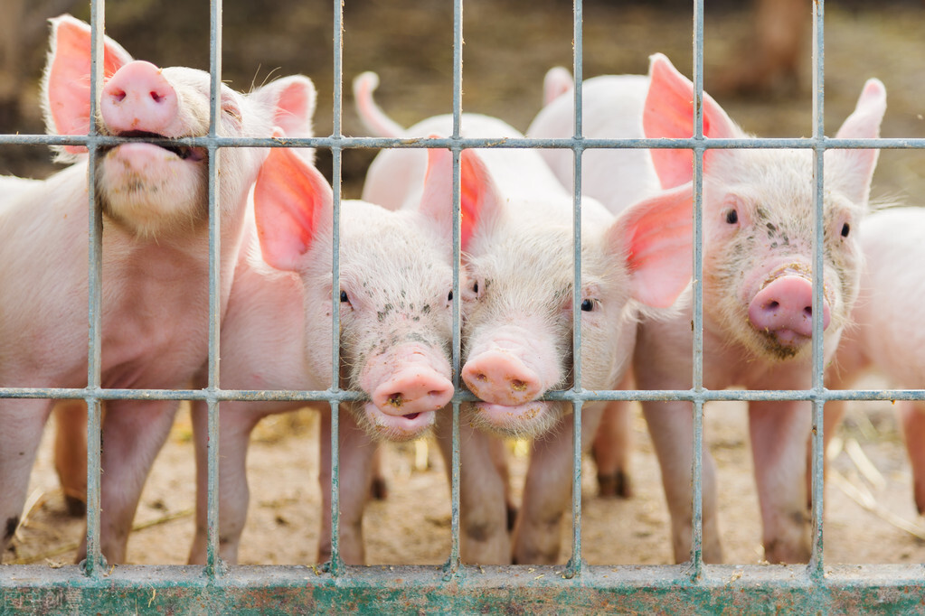 猪价震荡明显，养殖户的心情犹如“过山车”！未来猪价该如何演绎？