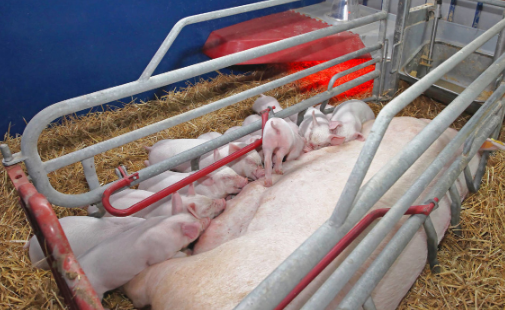母猪批次生产是咋回事 ，怎样操作，需要注意些啥事?
