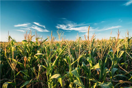 美国农业部：预计2021/22年度中国玉米进口量为2800万吨