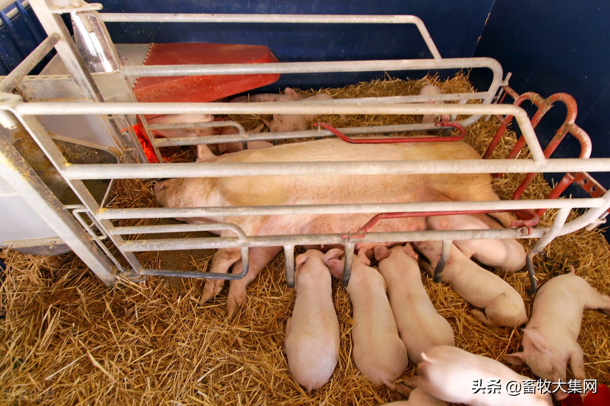 6月出栏量创新高，养多亏多，猪老大牧原开始减母猪，说明什么？