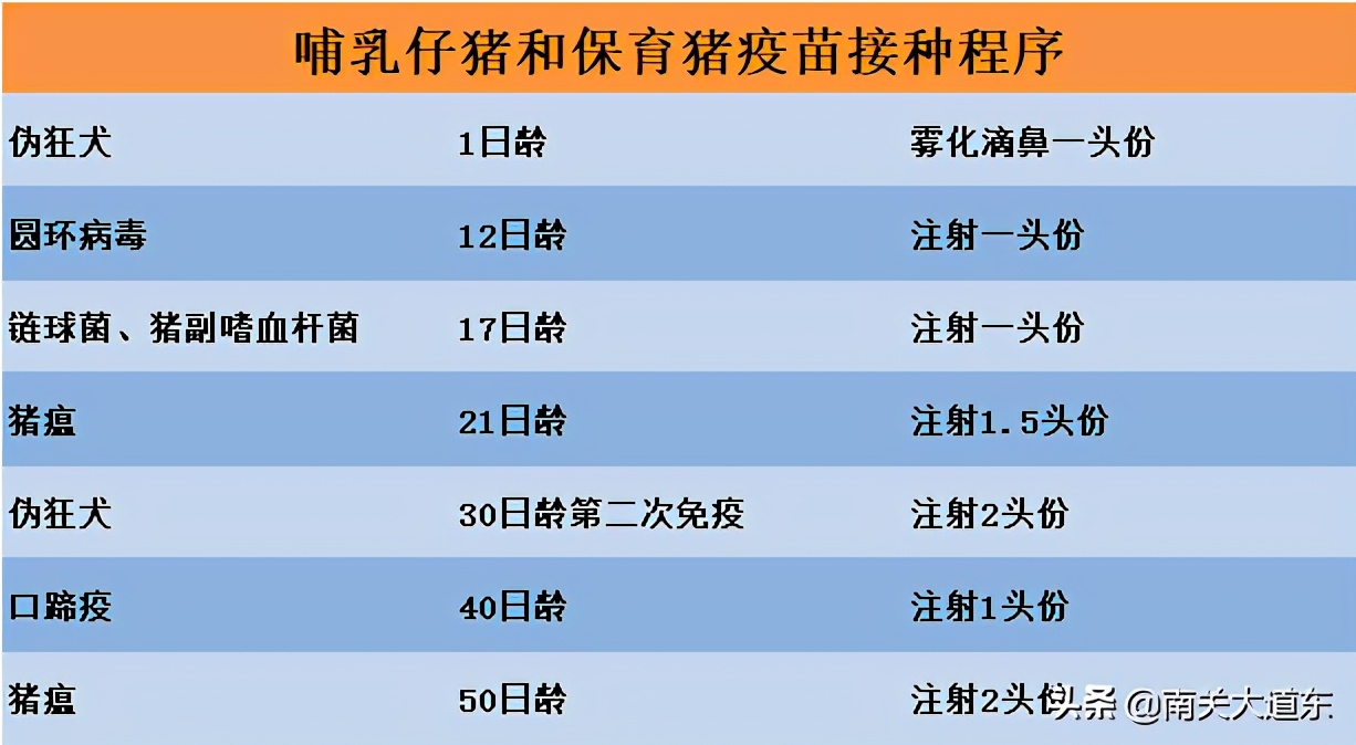 养猪要打哪些疫苗？最实用的免疫程序表来了
