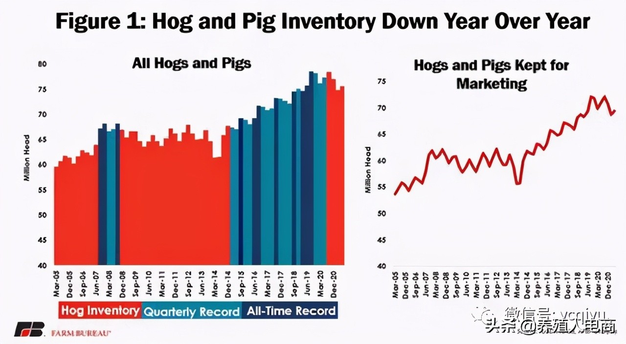 全球缺猪再次加剧！美国第二季度生猪产销报告