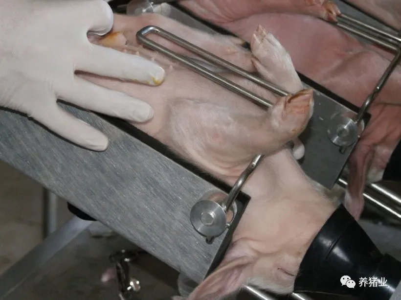在德国，法律规定仔猪去势必须麻醉。它是如何实施的？
