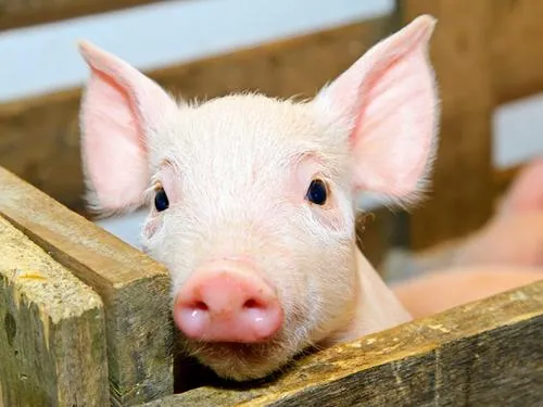 如今养猪还能赚钱吗？上市园林生态公司也来跨界养猪！