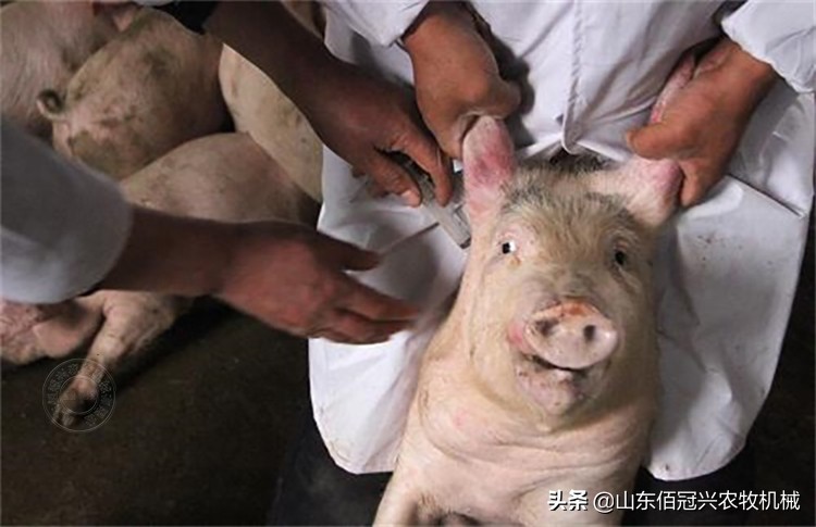 你知道猪场接种口蹄疫苗流程吗？仅需4步便可轻松完成